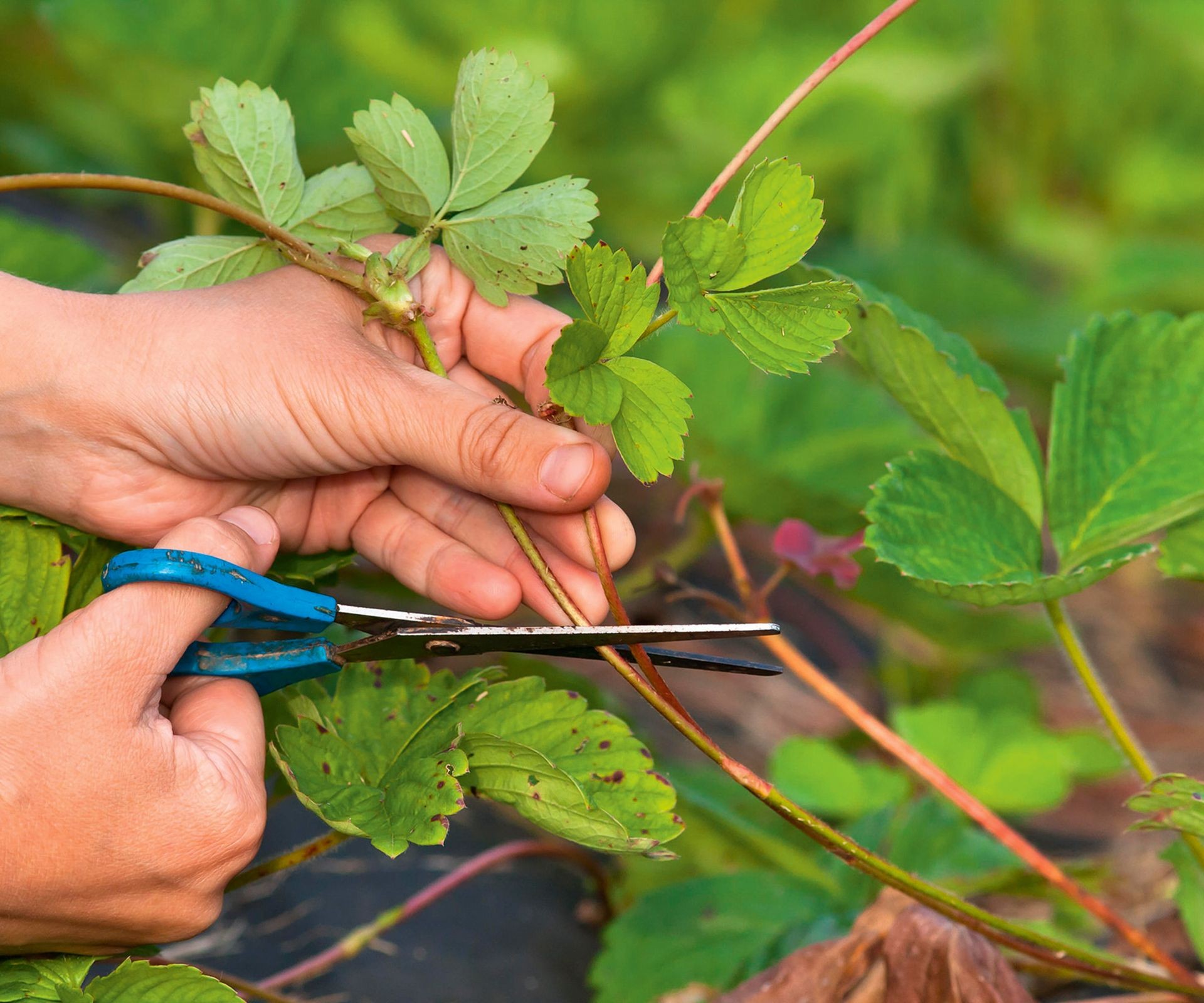 Using hand pruners to carefully cut off strawberry plant runners