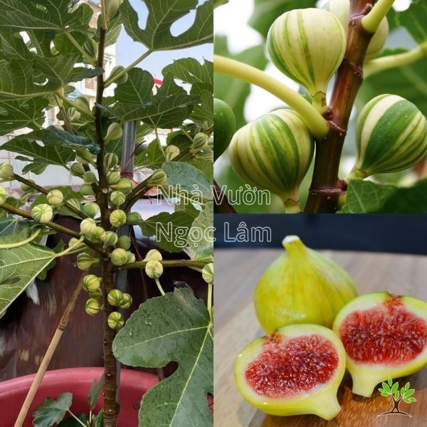 Variegated American Fig fruit