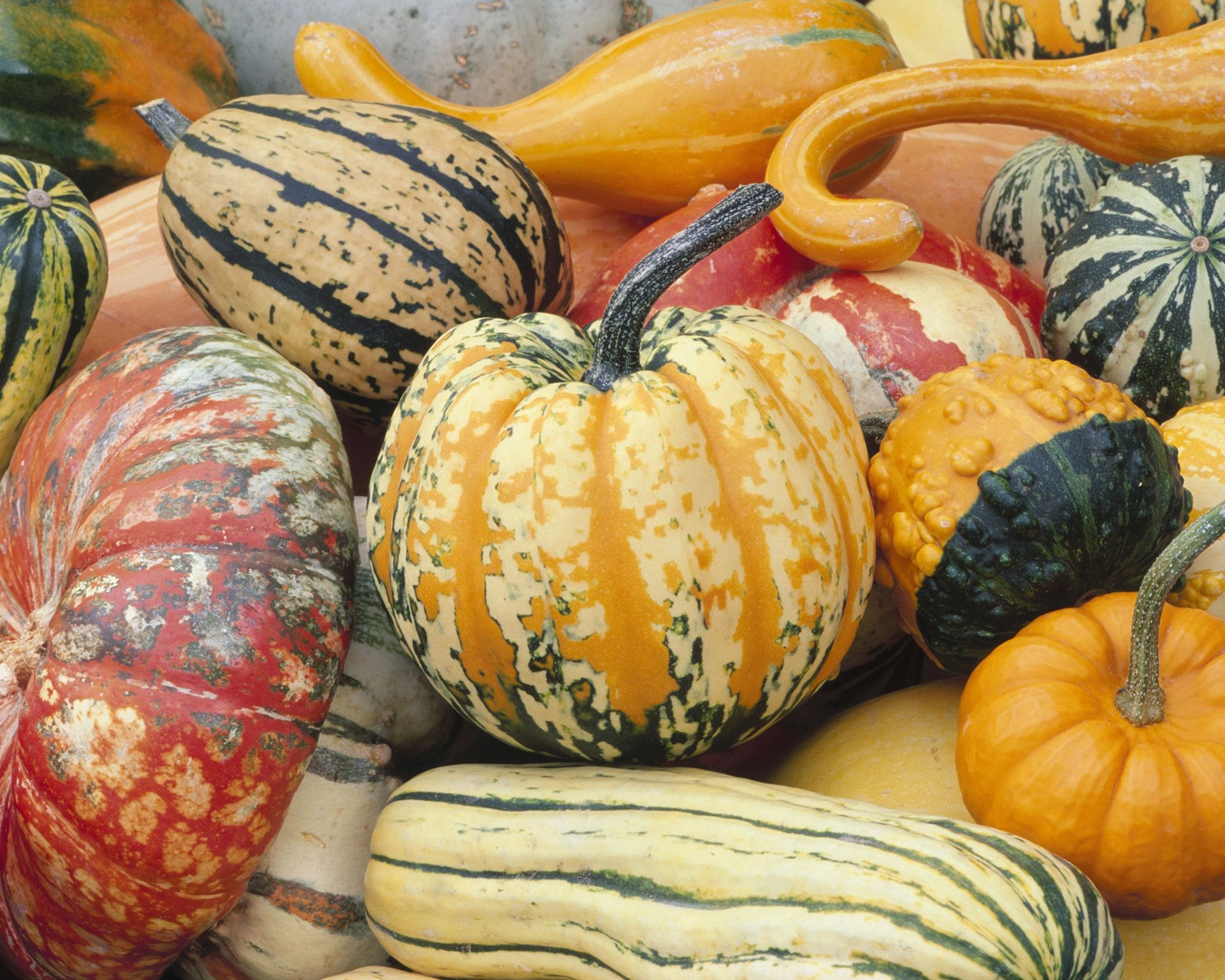 Variety of colorful winter squash arranged together