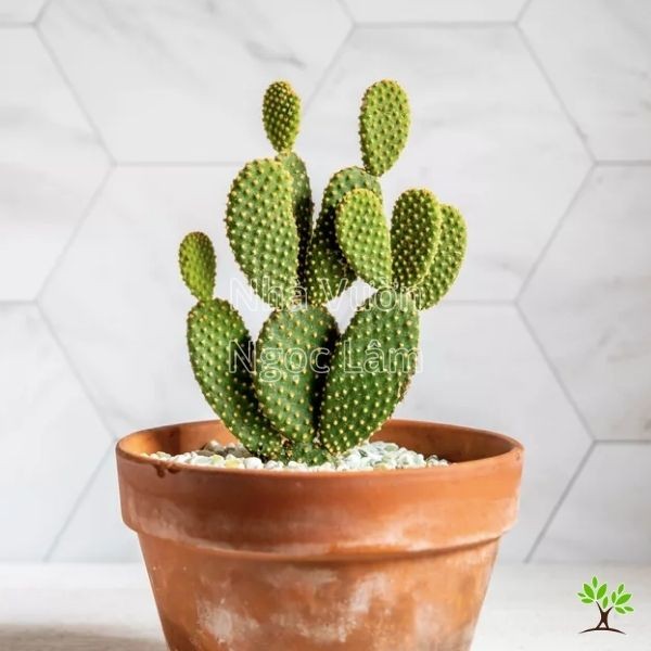 Variety of small cacti growing in pots, hardy sun-tolerant plants for apartment balconies