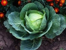 Various plants growing together, illustrating the concept of companion planting around cabbage.