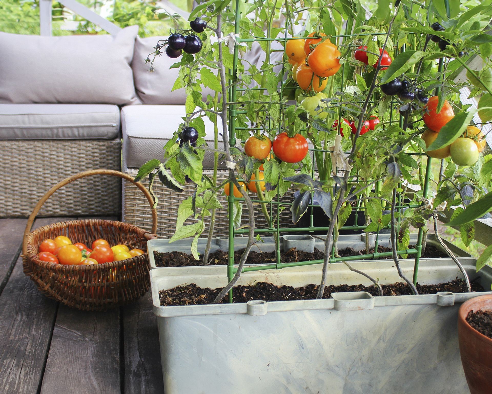 Various tomato plants thriving in large pots placed on a sunny garden deck.
