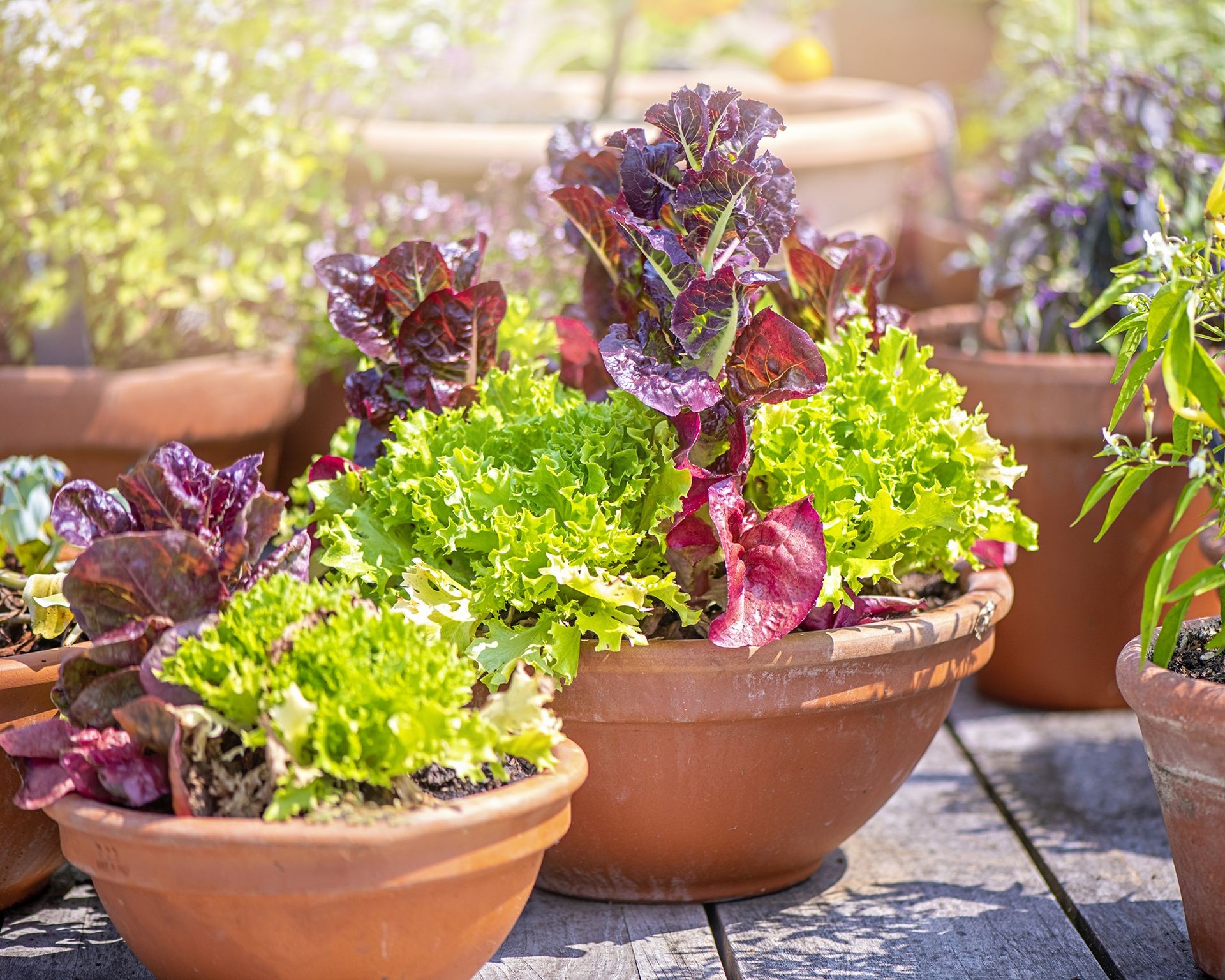Various types of lettuce growing in terracotta pots on a sunny patio