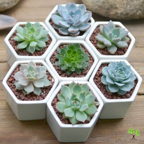 Various types of small succulents with fleshy leaves arranged in a pot, drought-tolerant balcony plants