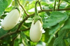 Various white colored eggplants on display