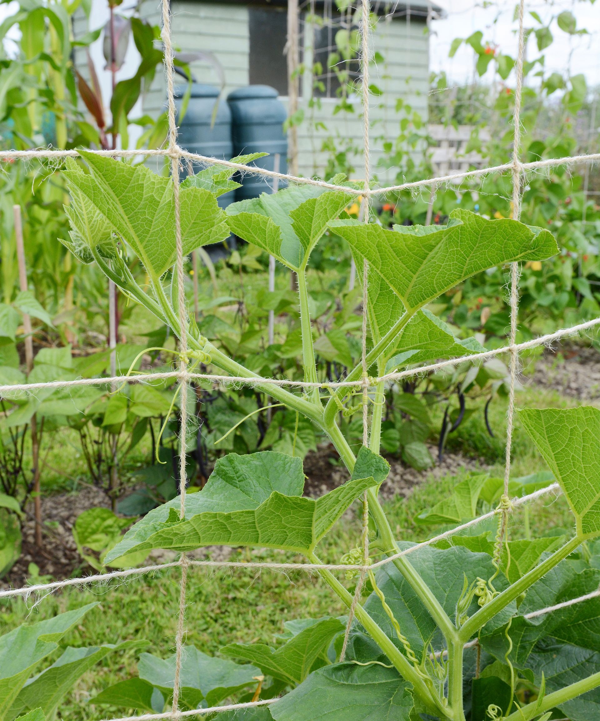 Vertical garden netting supporting rows of various climbing vegetables, demonstrating a cost-effective trellis solution.