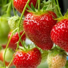 Vertical hydroponic system displaying rows of lush strawberry plants.