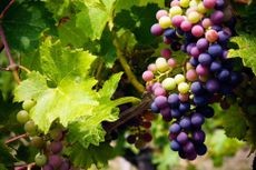 Vibrant bunches of grapes at various stages of ripening on the vine