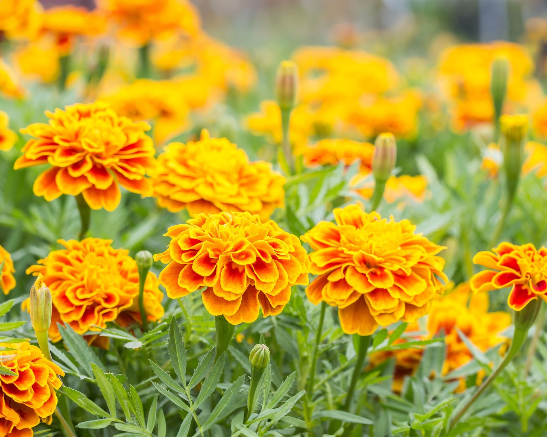 Vibrant French marigolds in shades of yellow and orange, popular companion plants for discouraging pests near tomatoes.