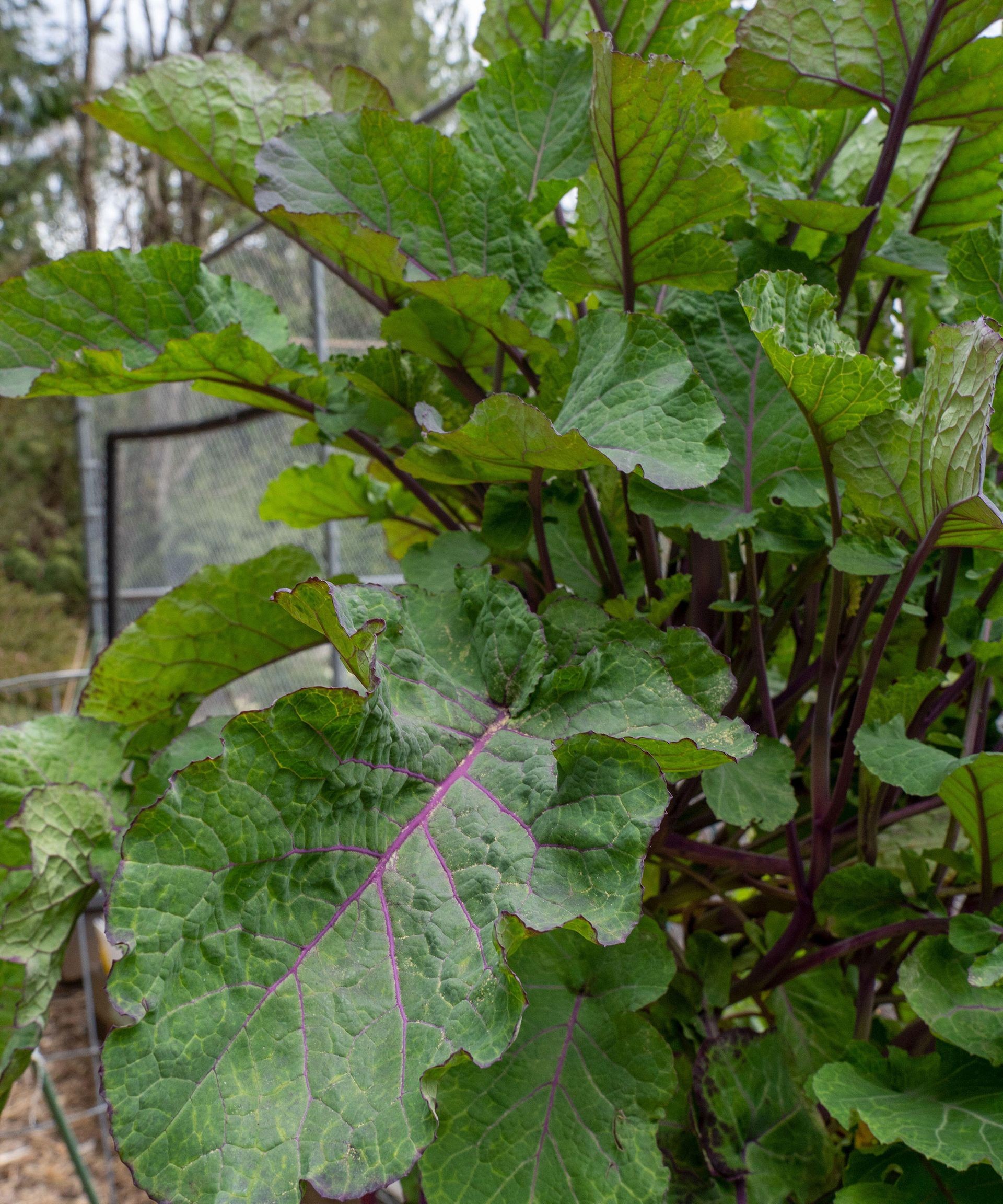 Vibrant green tree collard plants thriving in a home vegetable garden bed, showing their upright growth habit