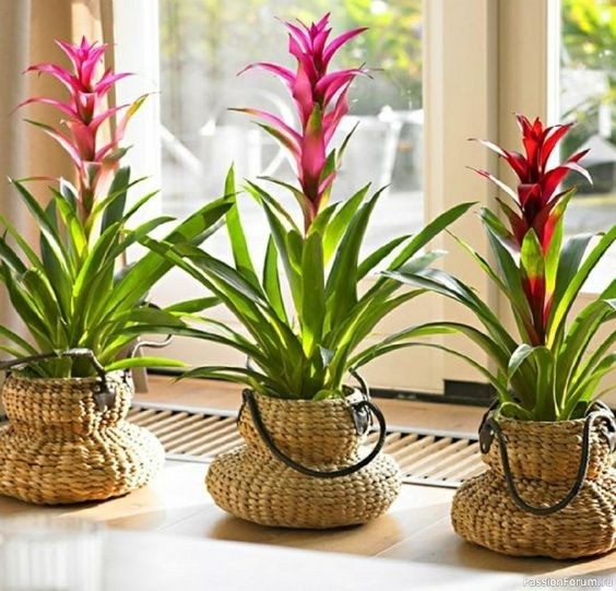 Vibrant Guzmania Bromeliad houseplant with colorful red bracts