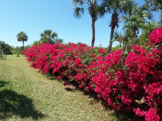 Vibrant pink and purple Bougainvillea vine in full bloom, creating a dense, colorful fence or wall covering
