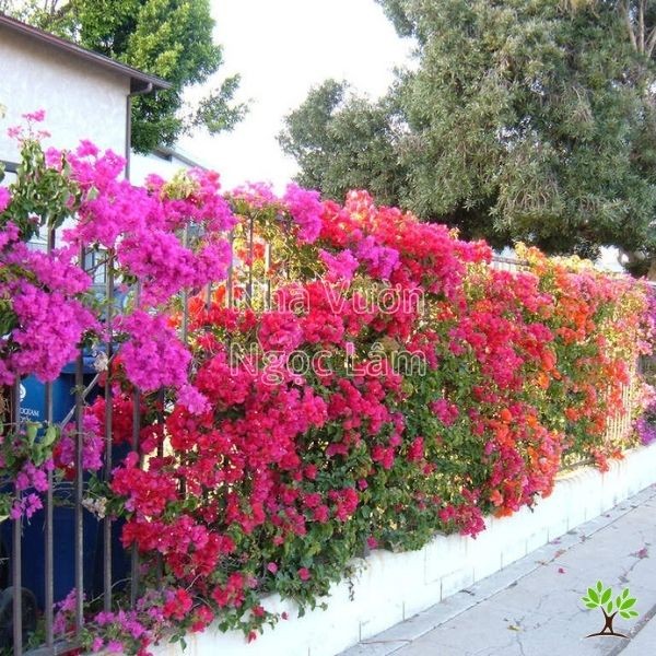 Vibrant pink Bougainvillea flowers covering a wall