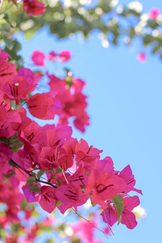 Vibrant pink bougainvillea vines covering a structure, demonstrating prolific and easy blooming.