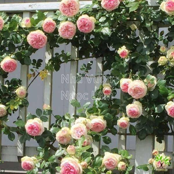 Vibrant pink climbing roses adorning a balcony