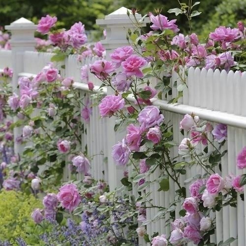 Vibrant pink Climbing Roses blooming profusely on a garden trellis or fence structure