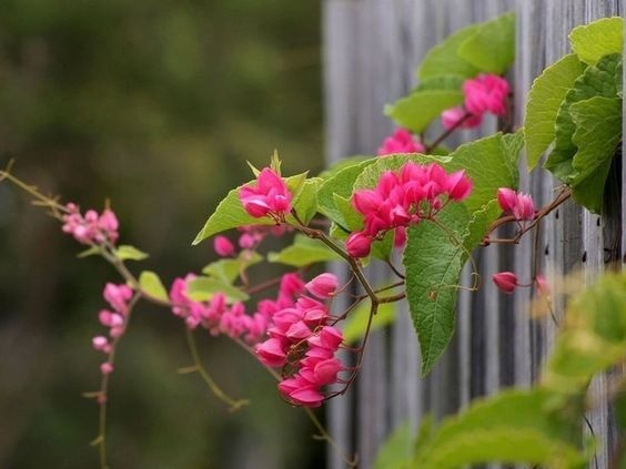Vibrant pink flowers of Mexican Creeper (Antigonon leptopus) cascading over a fence, creating a colorful screen