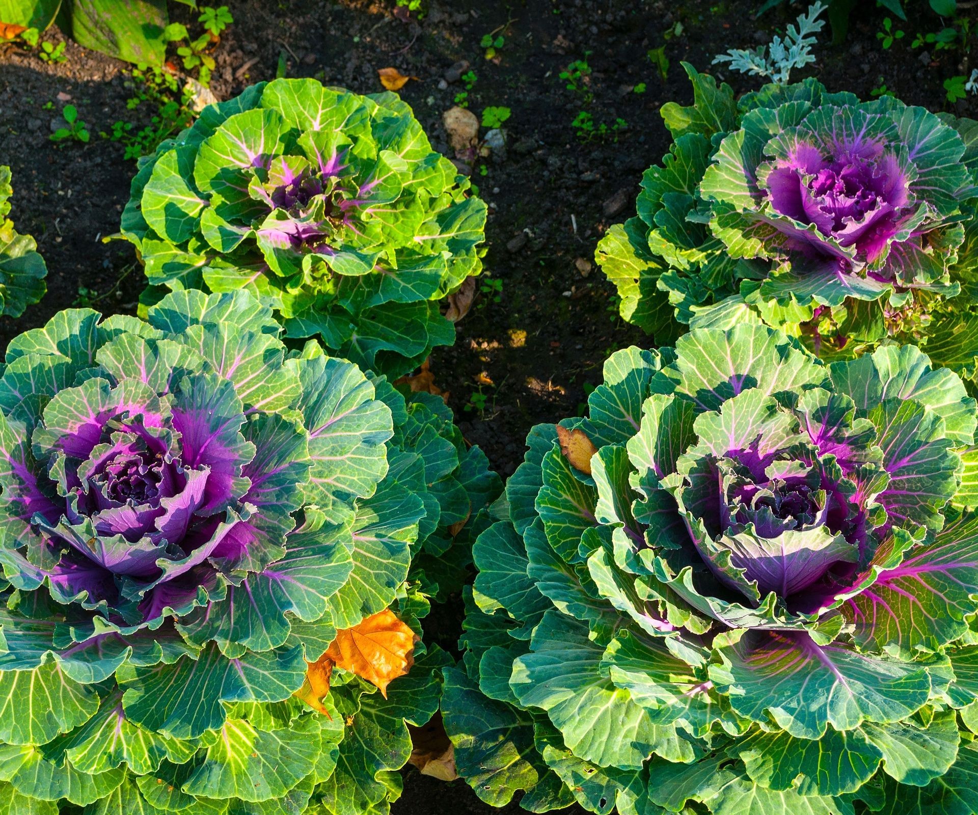 Vibrant purple cabbage head growing in a garden