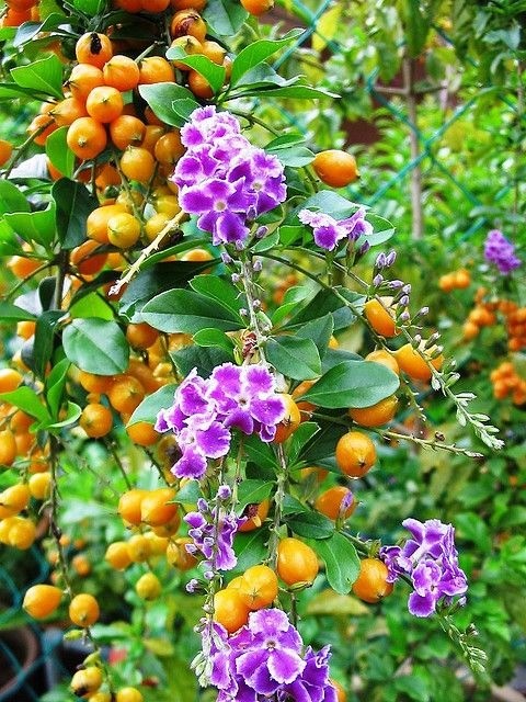 Vibrant purple flowers and golden berries on a Golden Dewdrop shrub, ideal for roadside planting.