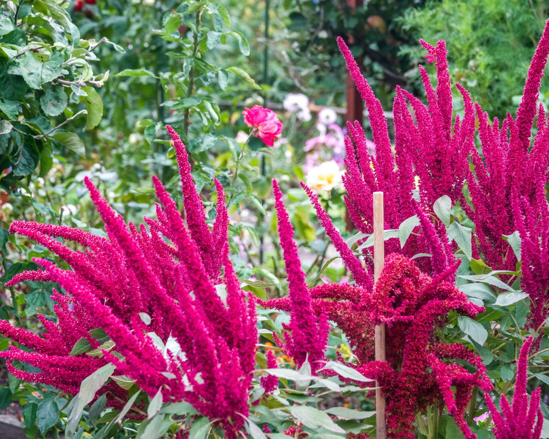 Vibrant red amaranth flowers blooming beautifully in a home garden plot
