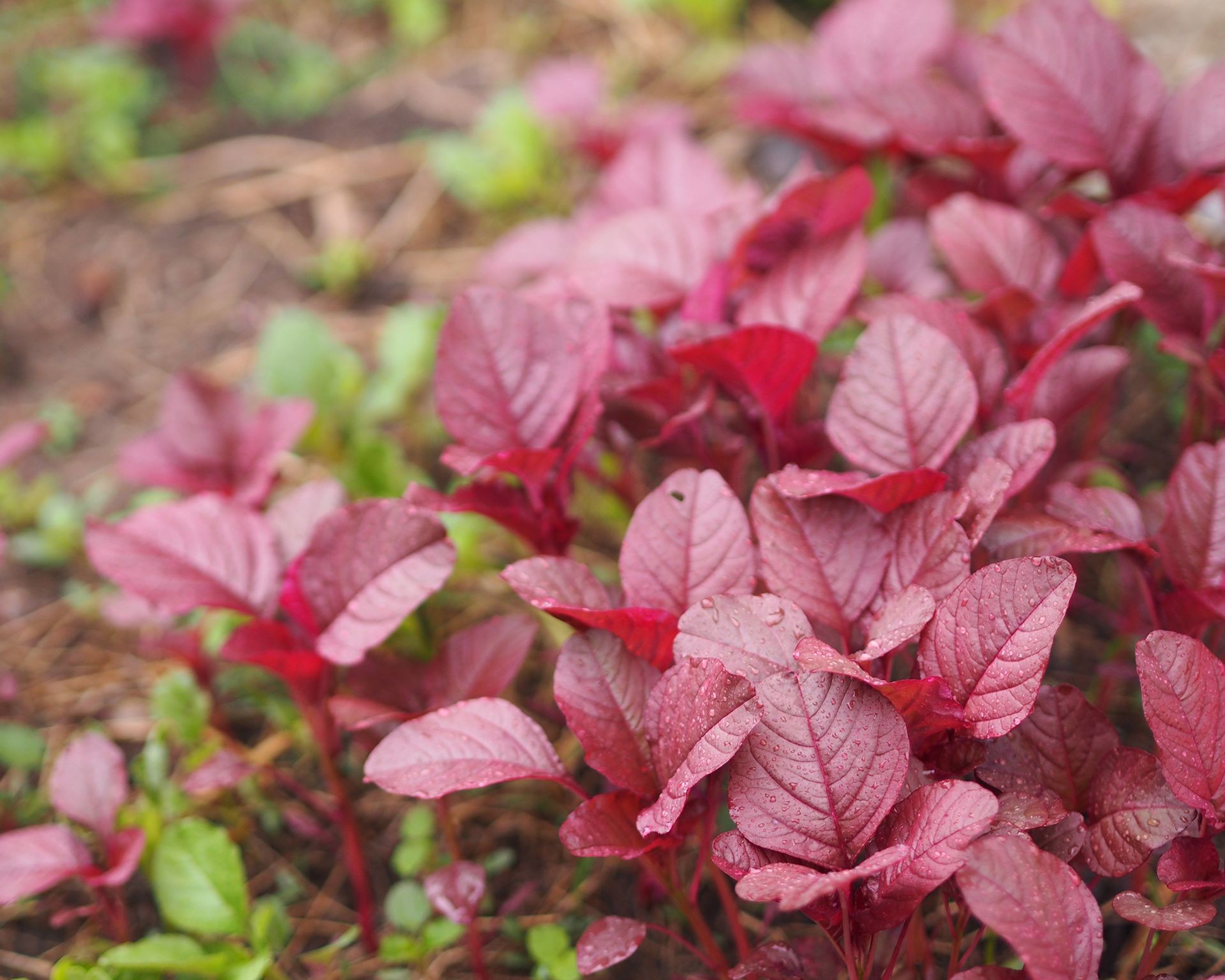 Vibrant red and green amaranth leaves growing densely in a garden bed, ready for harvesting