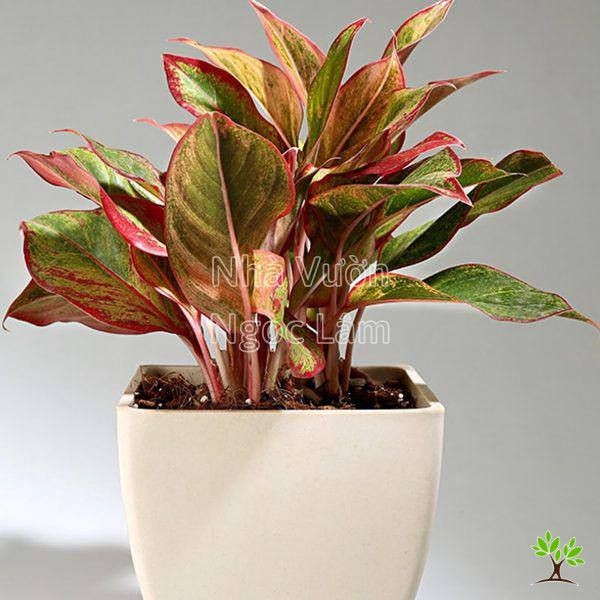 Vibrant red and green leaves of a Chinese Evergreen plant