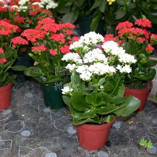 Vibrant red and pink Kalanchoe flowers blooming in a pot, a drought-tolerant sun-loving balcony plant option