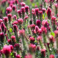 Vibrant red clover plants thriving in a field, illustrating a beneficial cover crop for soil health.