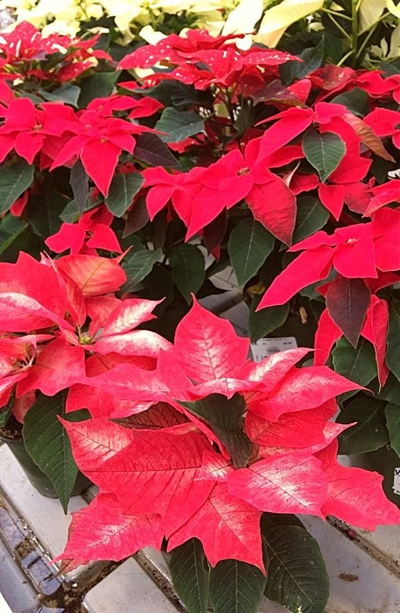 Vibrant red poinsettia plant with colorful bracts