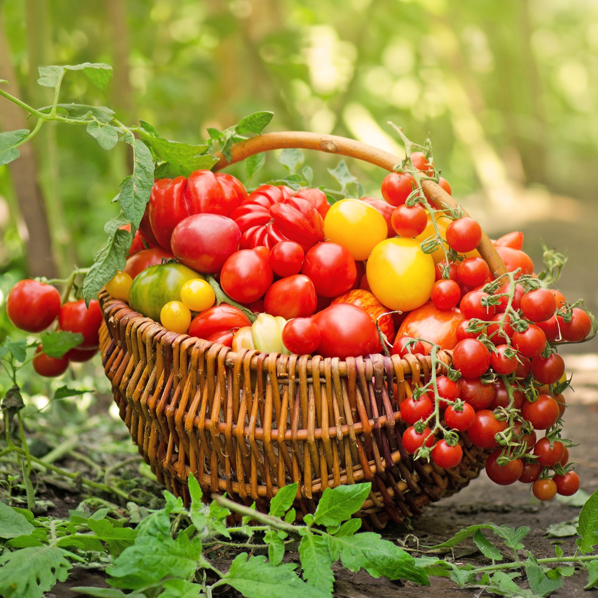 Vibrant selection of freshly harvested heirloom tomatoes in various colors and shapes