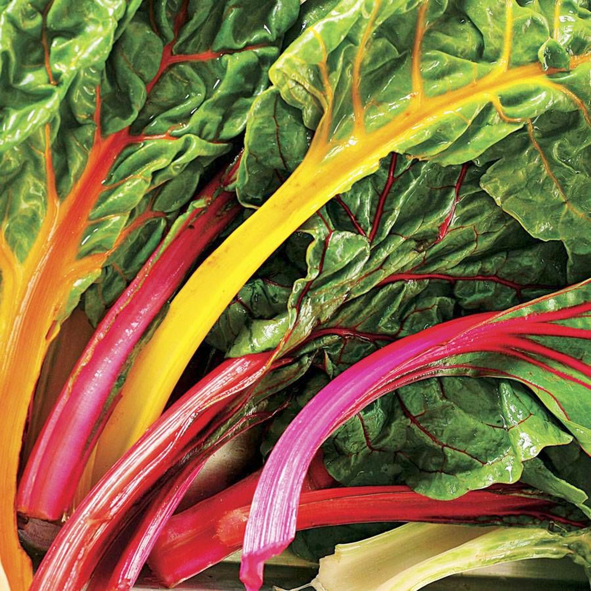 Vibrant stems and lush leaves of Bright Lights Swiss chard growing in a garden.