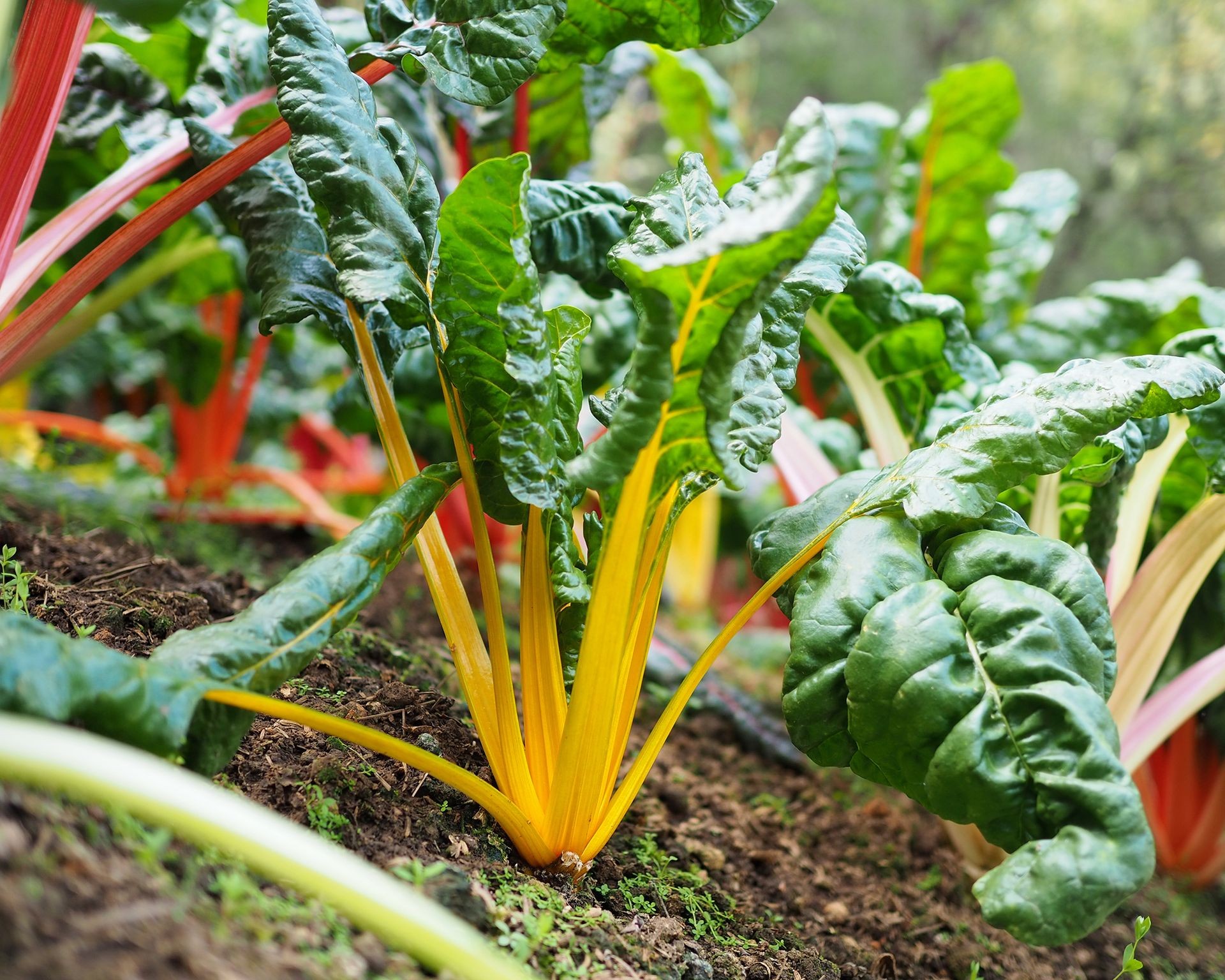 Vibrant Swiss chard stalks with contrasting green leaves