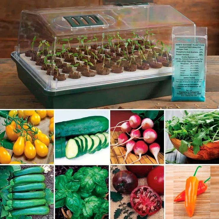 Vibrant vegetables and a seed starting kit for beginning your square foot companion garden