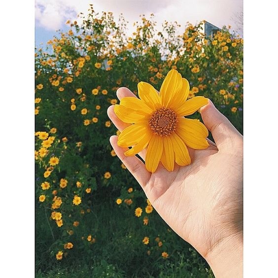 Vibrant yellow Wild Sunflower flowers (Hoa Dã Quỳ) blooming along a scenic road in the Vietnamese highlands during winter.