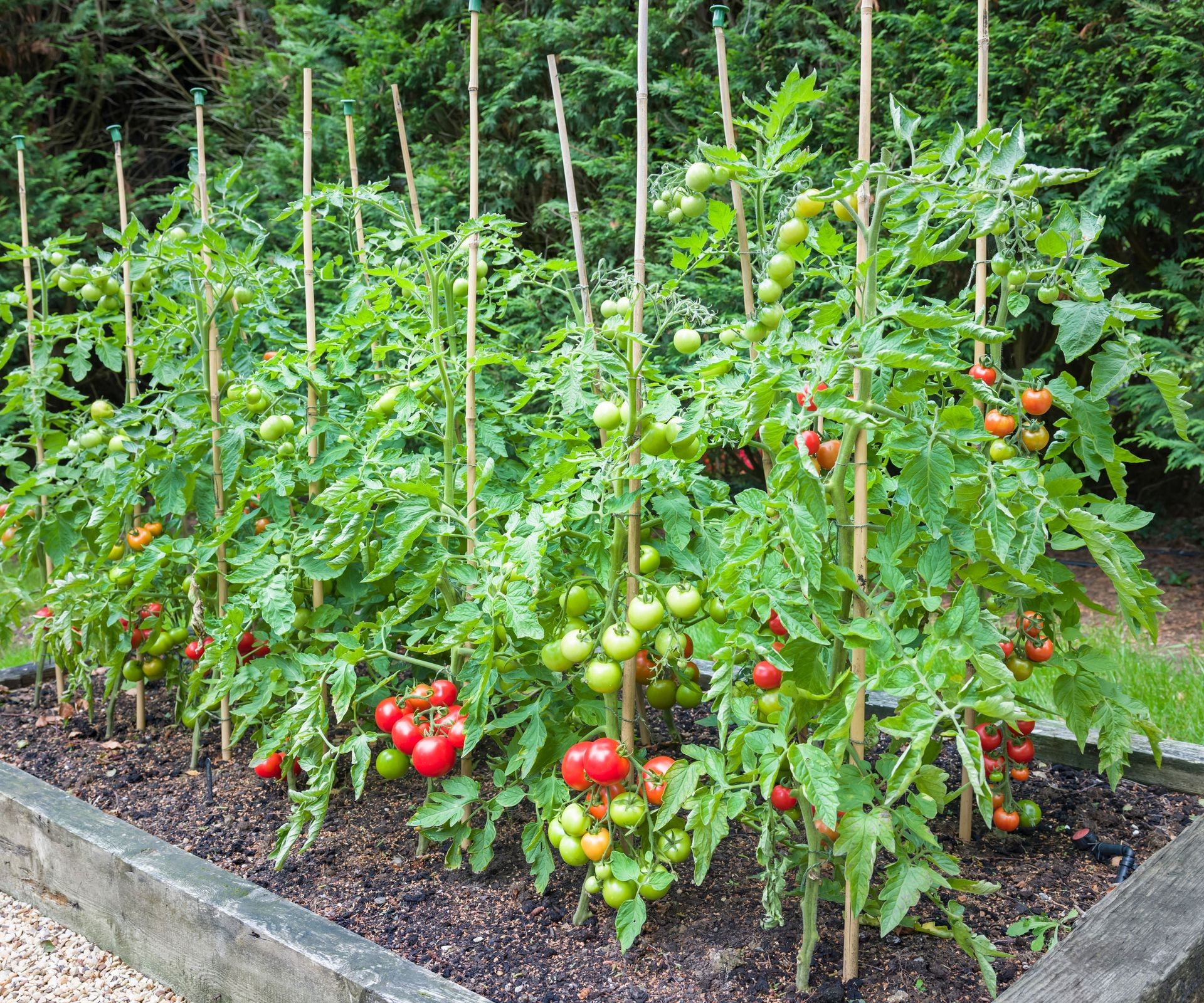Vining indeterminate tomato plants trained upwards on sturdy wooden stakes in a garden bed, demonstrating essential support