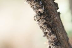 Visible crown gall swelling on the lower trunk of a grapevine