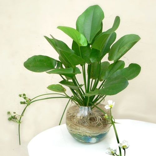 Water Calla Lily plant with broad green leaves and white spathes (flowers) growing in water