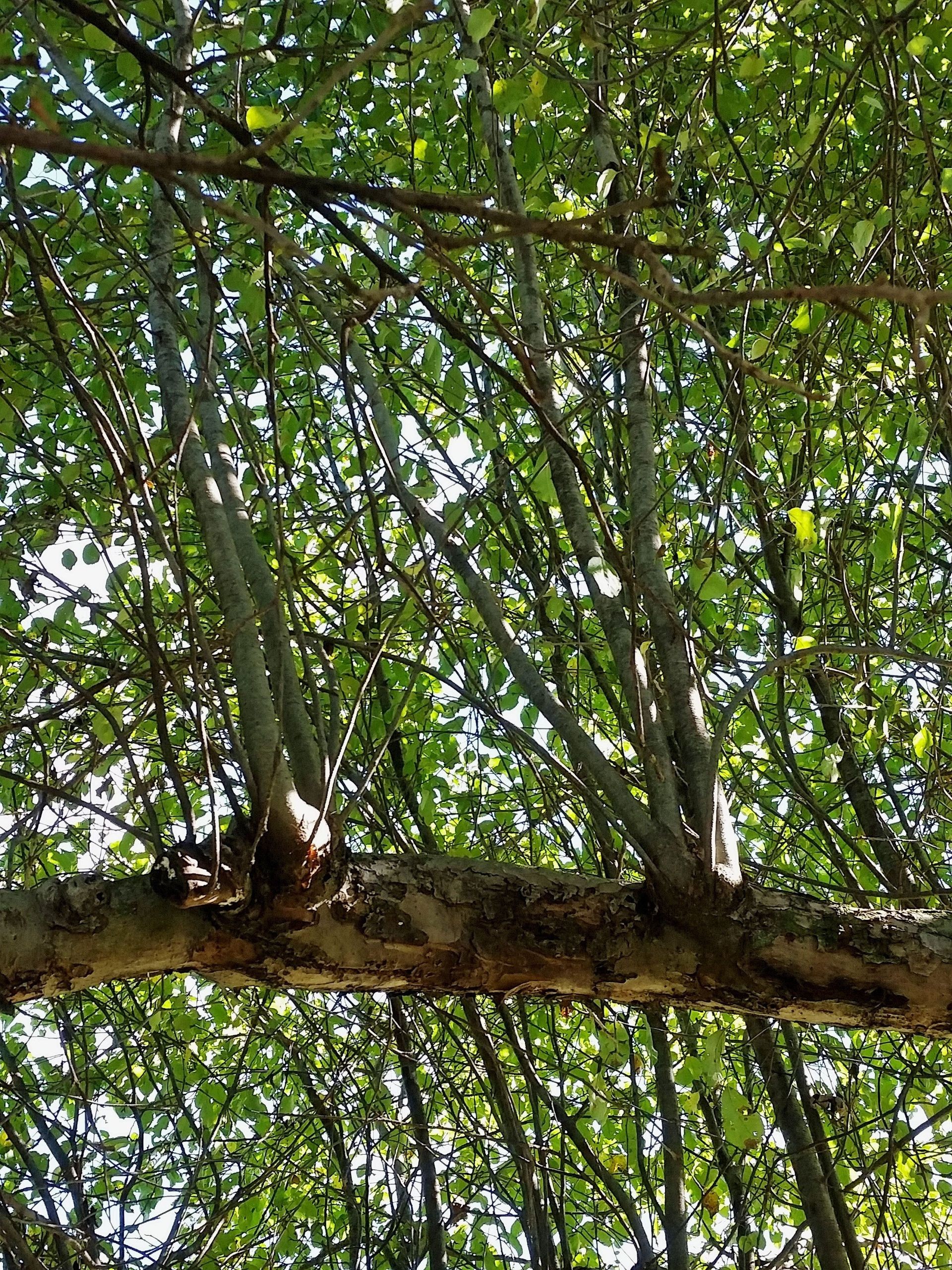 Water sprouts growing vertically on an apple tree branch