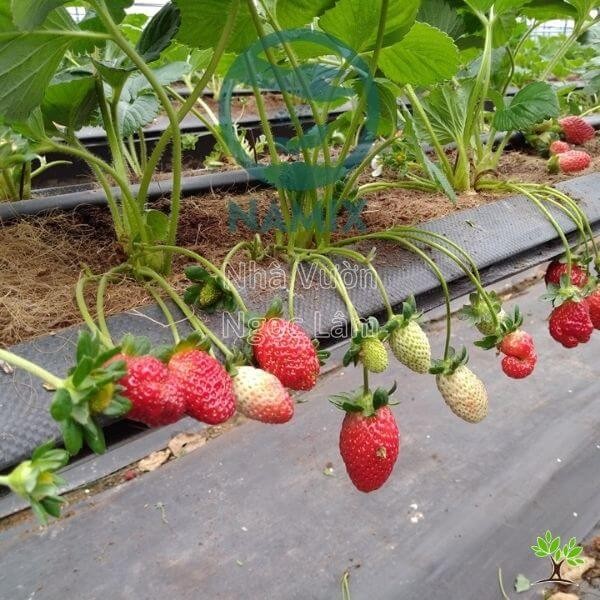 watering-strawberry-plants