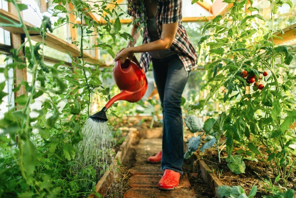 Watering tomato plants at the base using a hose in a greenhouse environment