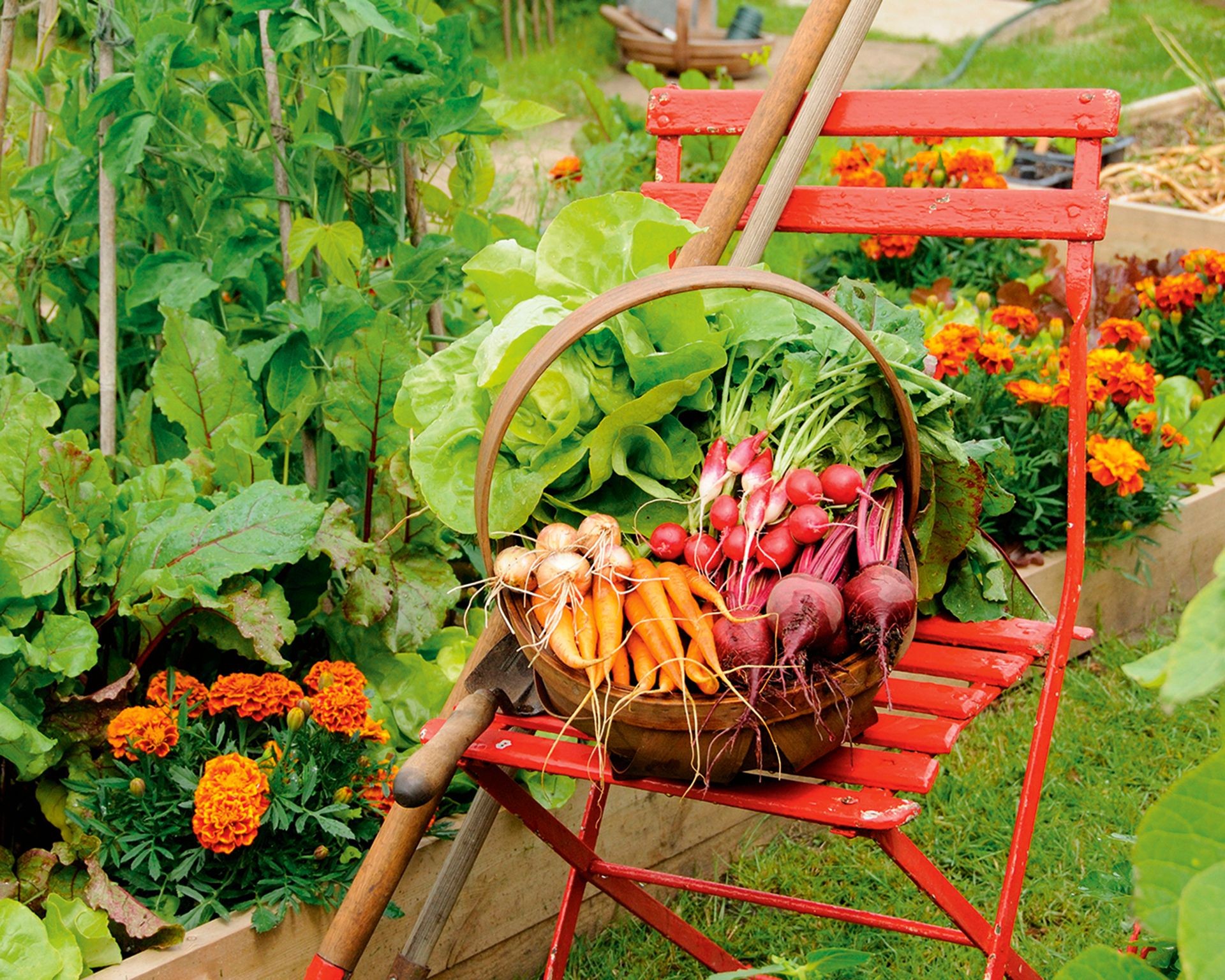 Well-maintained vegetable garden bed with a rustic chair and harvest basket, illustrating the potential of a well-planned garden layout free from incompatible plant pairings.