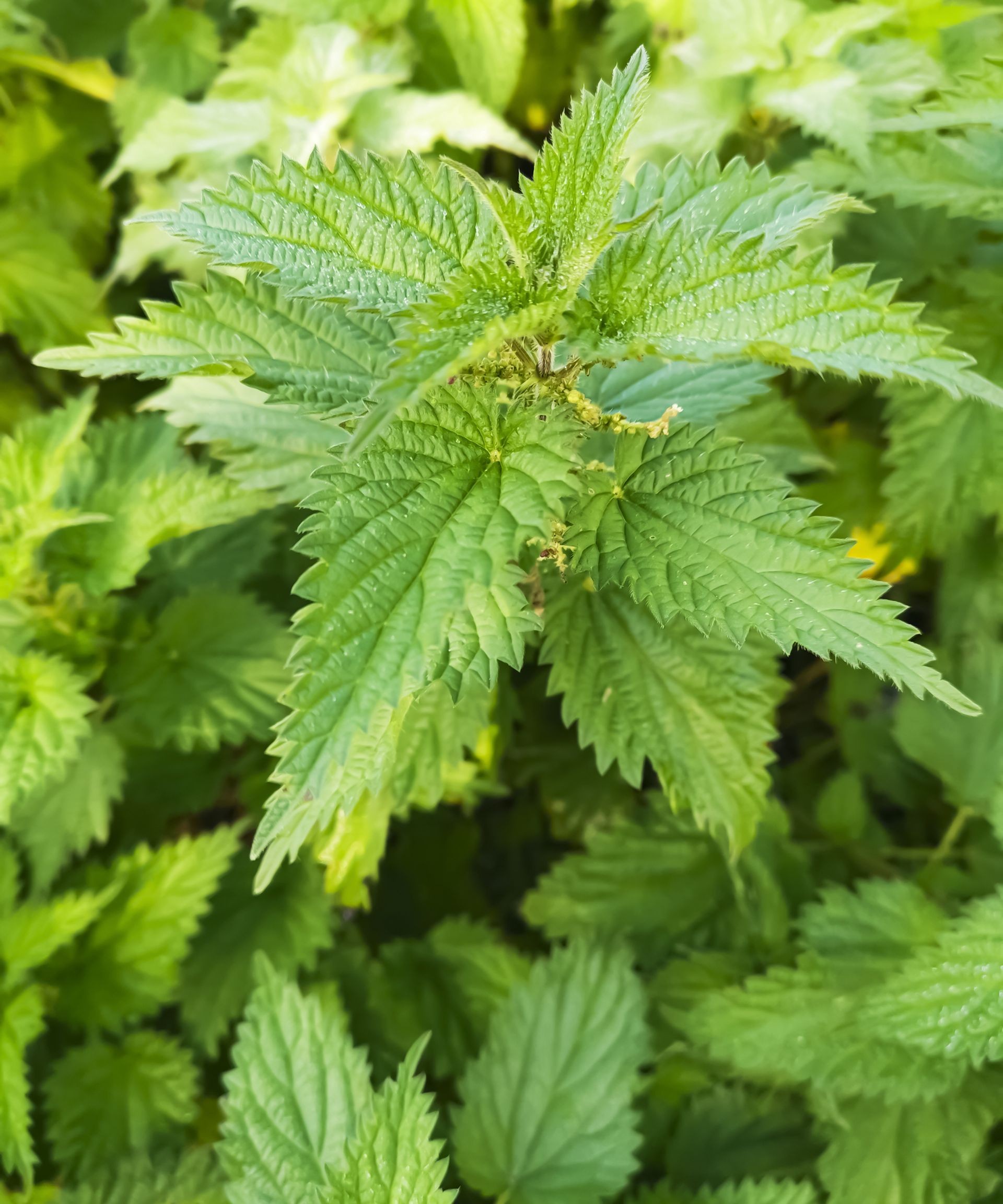 Wild stinging nettle plants with jagged leaves