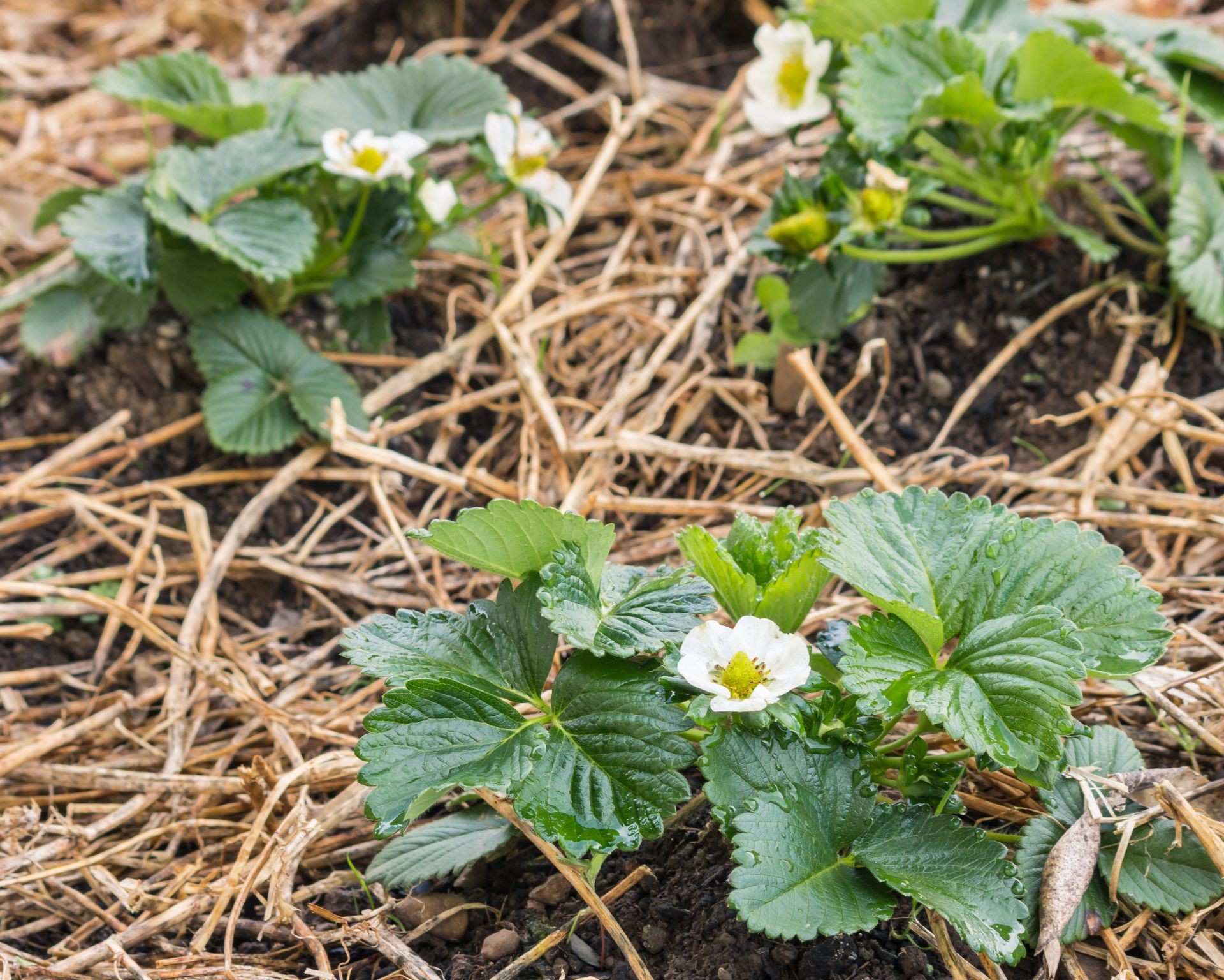 Winter mulch applied around young strawberry plants