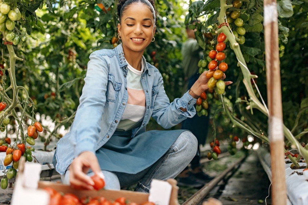 Woman harvesting ripe red tomatoes directly from the plant vine