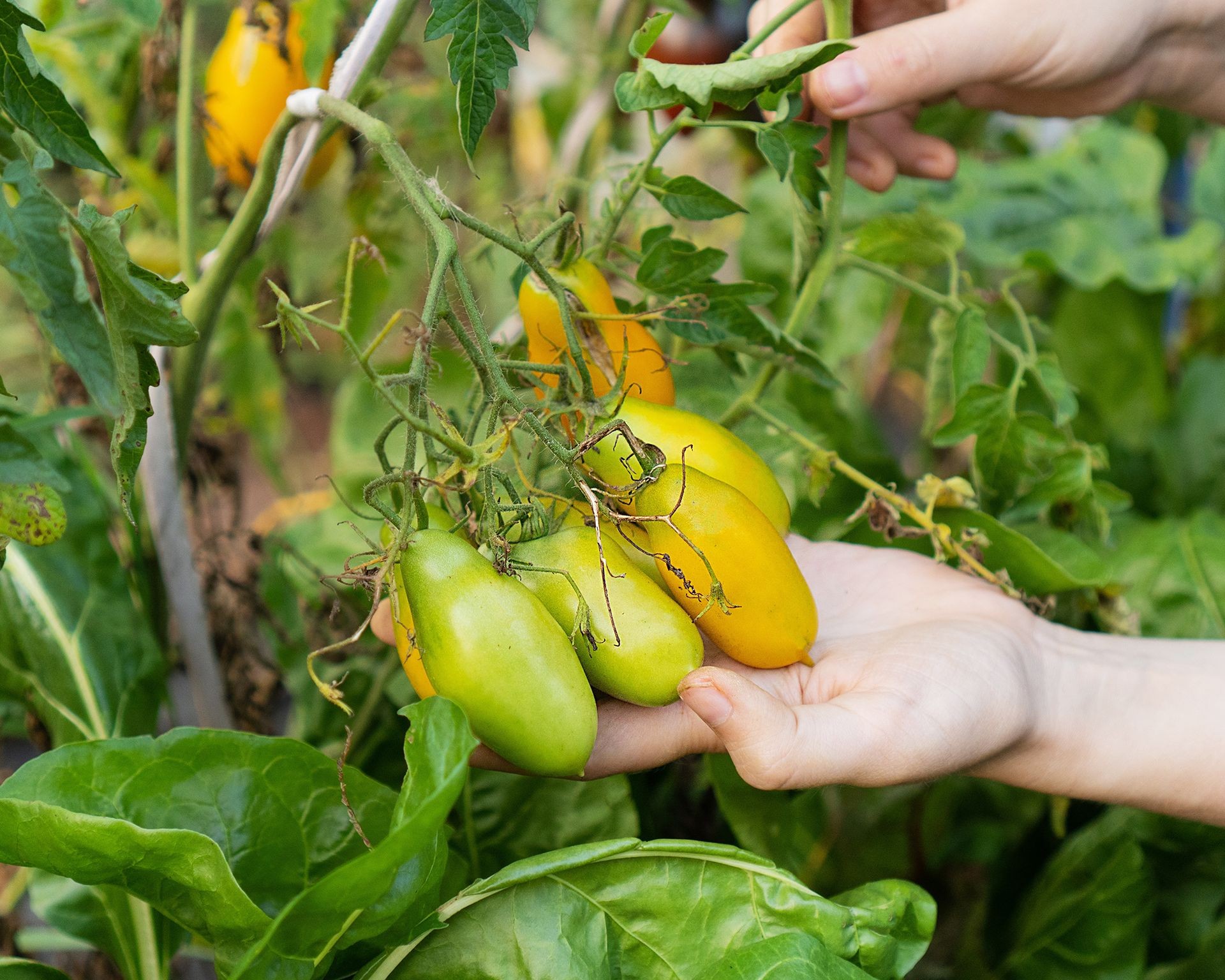 Yellow Banana Legs determinate tomatoes growing in a garden bed