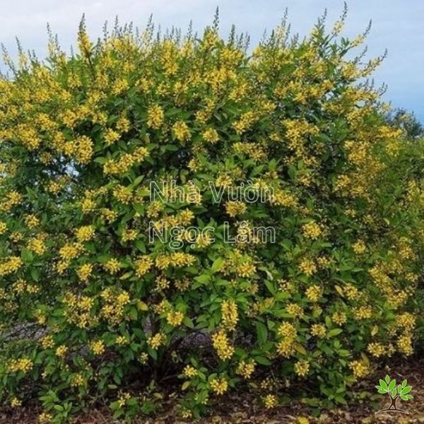 Yellow flowers of Golden Dewdrop or Golden Showers