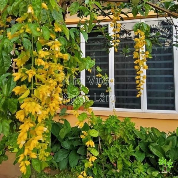 Yellow Golden Shower Vine flowers cascading