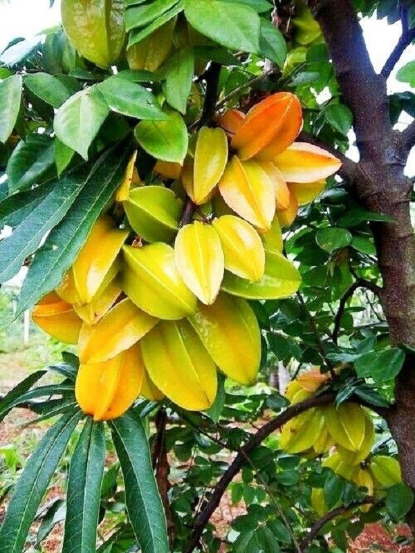 Yellow starfruit hanging from a tree branch