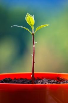 Young avocado seedling growing in a red pot.