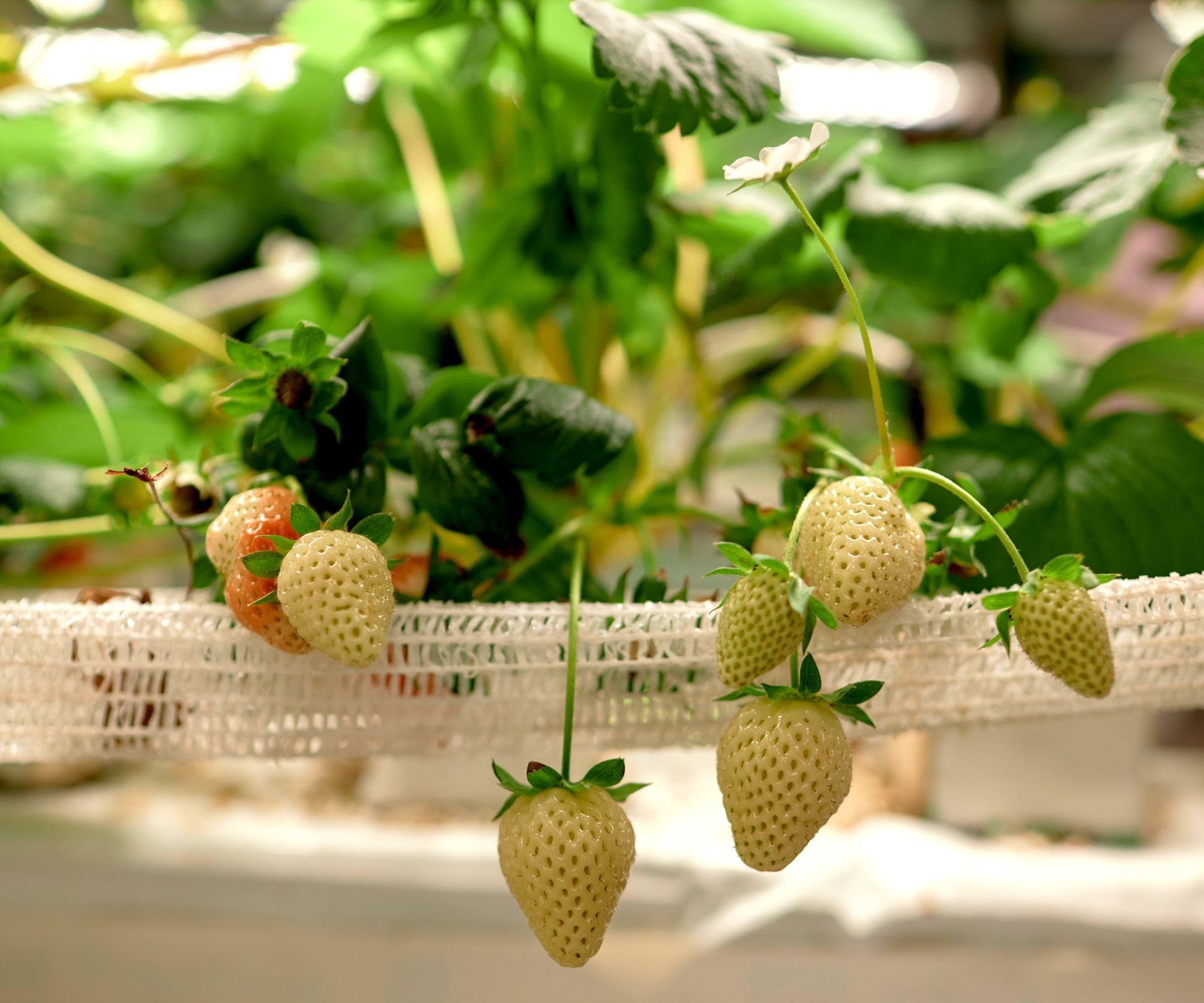 Young hydroponic strawberry plants developing fruit within net pots